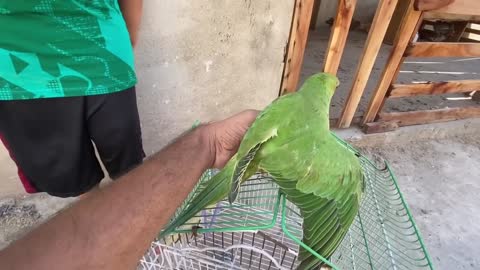 My Green Parrotp8