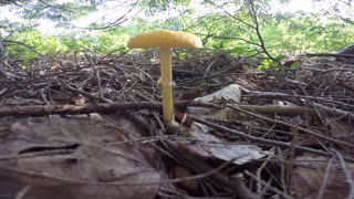 Mushroom