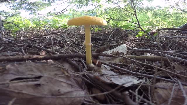 Mushroom