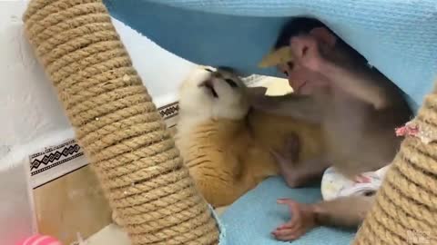 Khỉ con và những người bạn😘🙉🥰 #21
