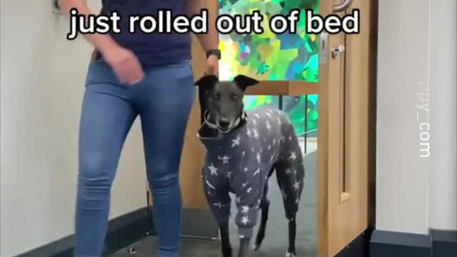 Me Lottie -- _yappy_com_ _officedog _monday