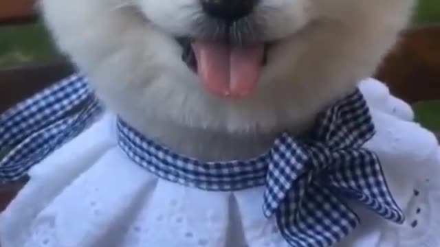 CUTE BABY DOG