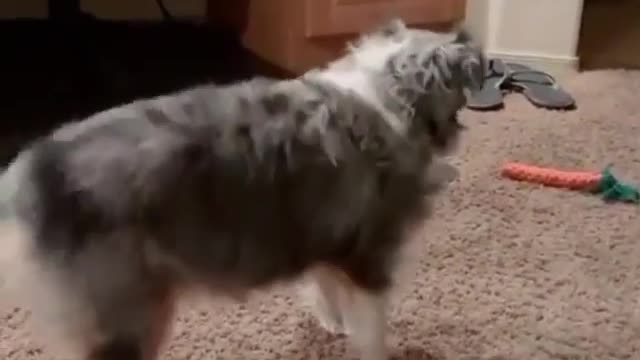 the dog dances non-stop.