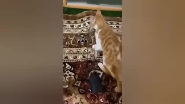 1 HOUR FUNNY CATS COMPILATION 2022😂| Super FUNNIEST Cats Videos In 2022 😂