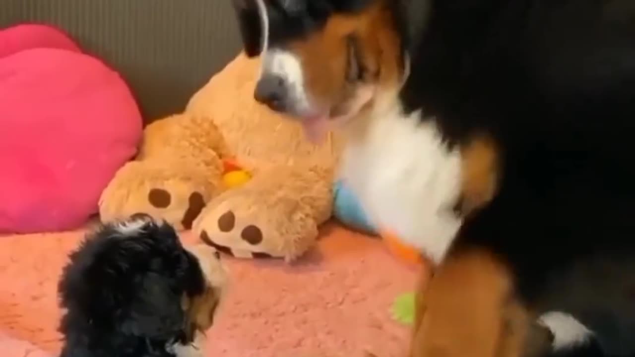 Dog video