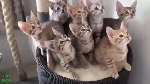 New funny animals 😂 The funniest videos about cats and dogs