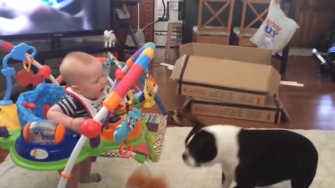 Cute baby playing with pets