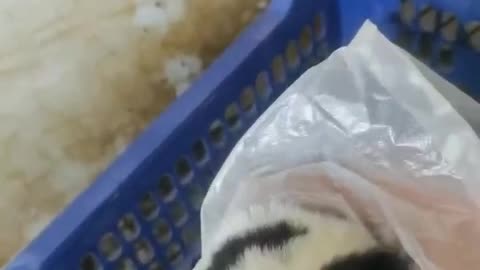 A barking dog does not bite