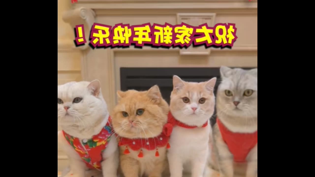 Very Funny Cat Family || Funny Cat Cook Food || Funny Cat Video || Best Funny