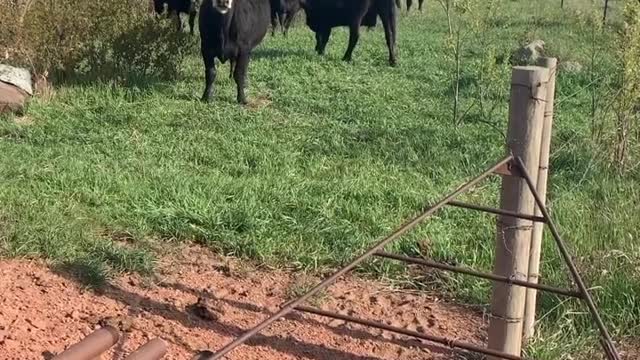 Take Me To Your Leader