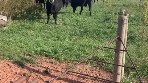 Take Me To Your Leader