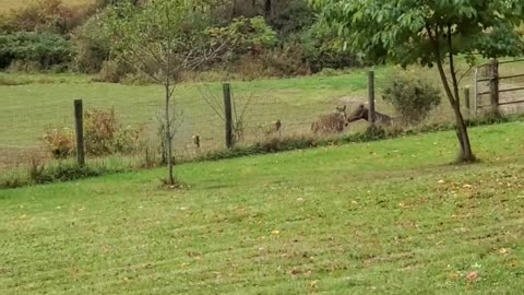 Kissing horses & chilling turkeys.