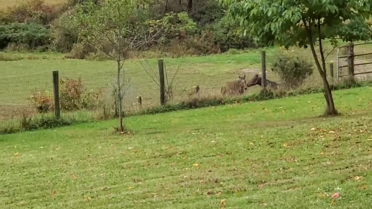 Kissing horses & chilling turkeys.