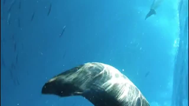 mother whale with baby