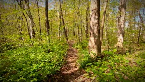 "Into the Wild: A Journey Through Nature's Beauty"