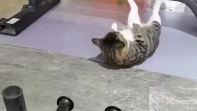 o gato é mais fitness que eu kkkkkk