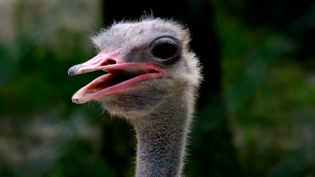The shape and body of an ostrich
