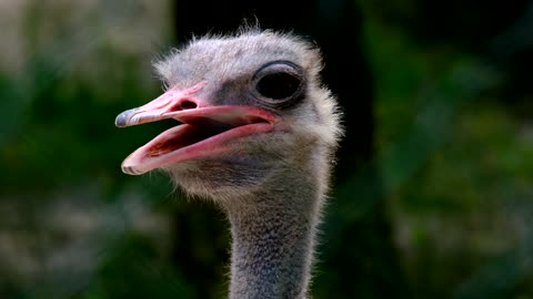 The shape and body of an ostrich