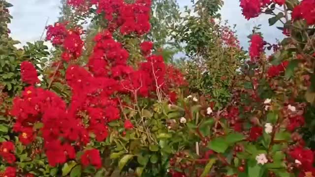 beautiful red flowers