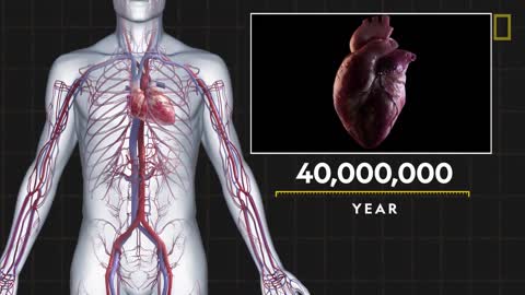 Heart 101 | National Geographic