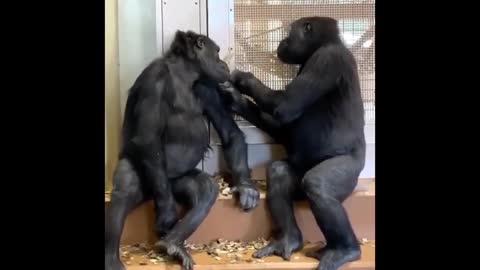 Funny Cute Monkey | Funny Monkey Videos Compilation - Monkey Videos