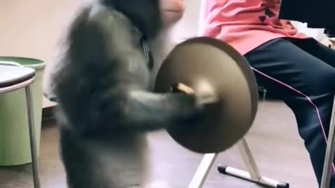 monkey playing music