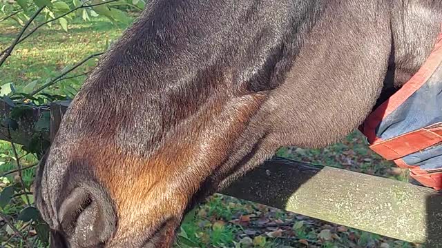 HORSE