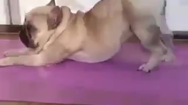 Funny Pug Doing Yoga Training With It's Owner . Cute Dog Video For Yoga ...