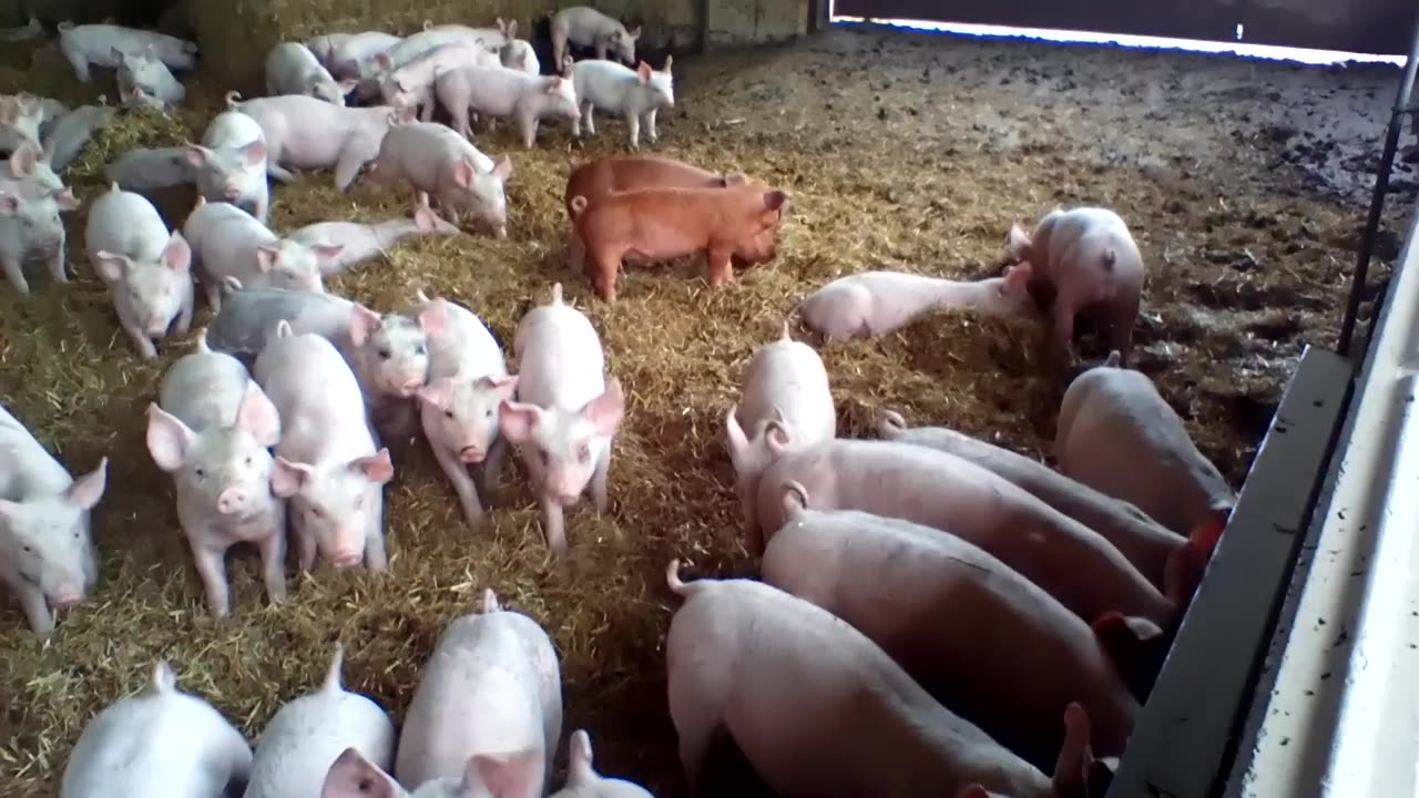 Little Piggies.