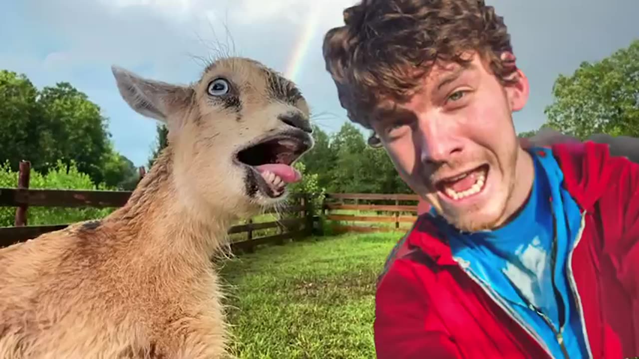 The Funniest Animal Videos