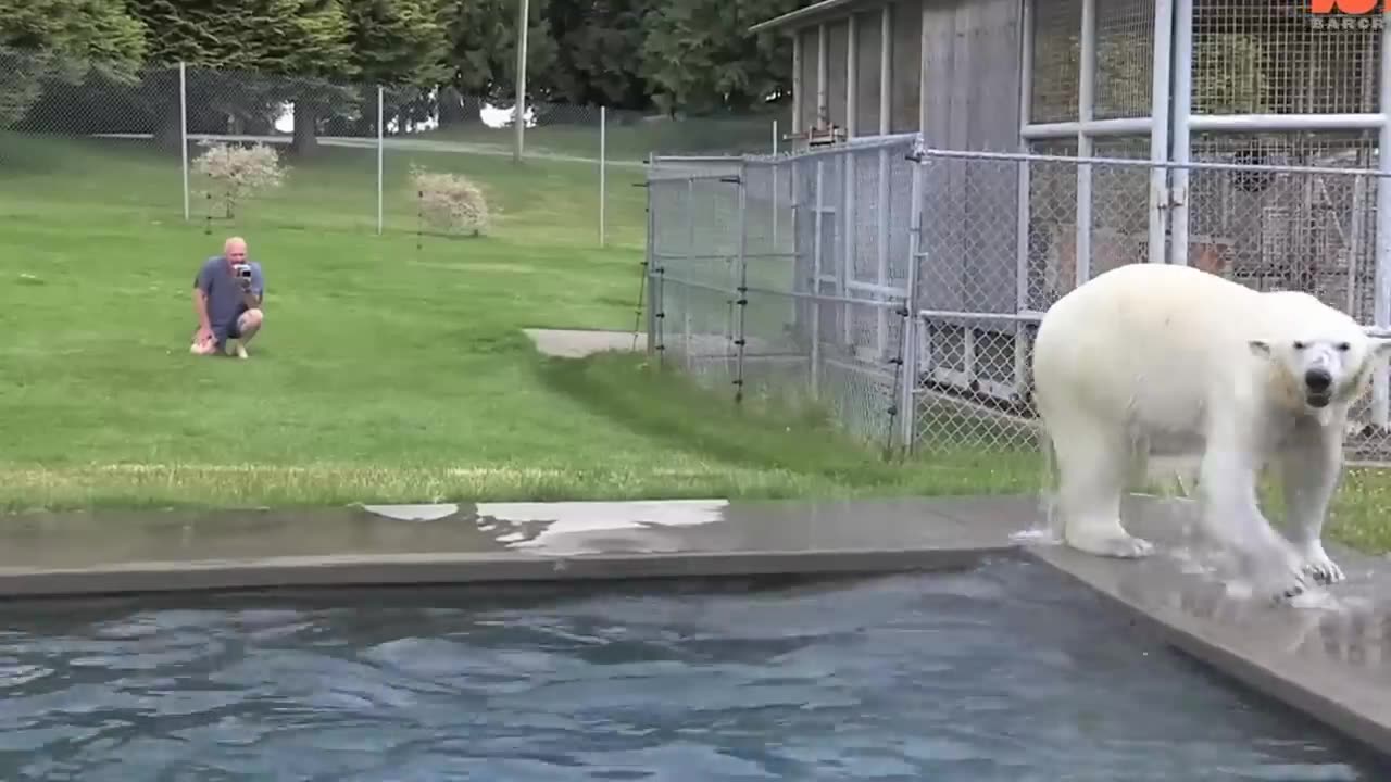 The Only Man In The World Who Can Swim With A Polar Bear: Grizzly Man