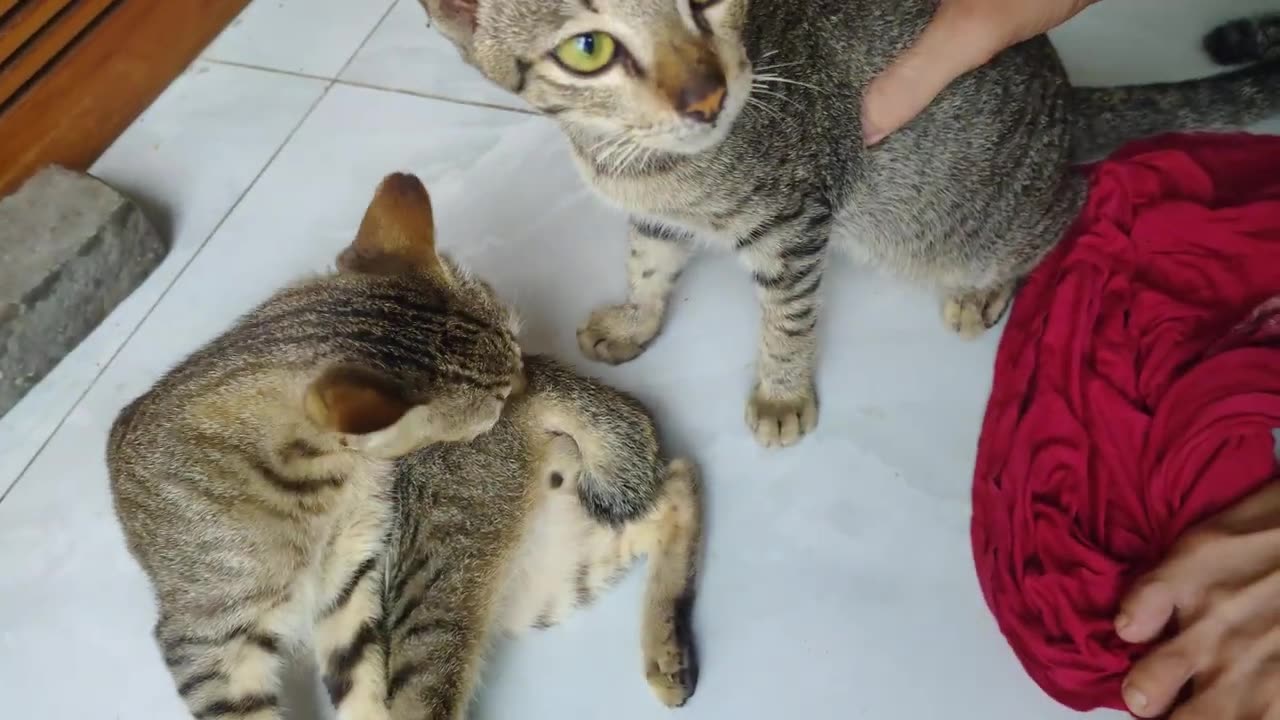 Great Cat Mom With A Lot Of Cute Kittens | Viral Cat
