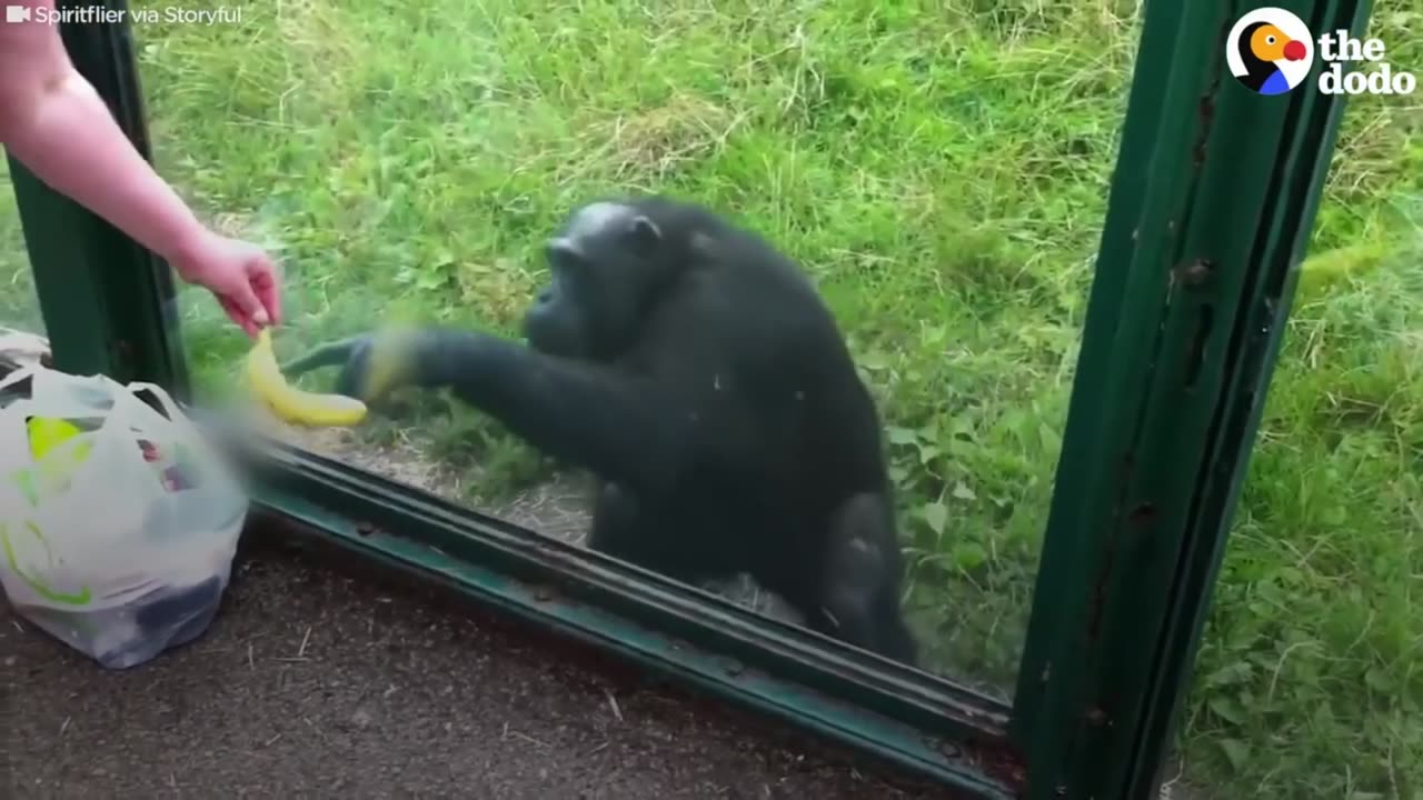 chimp asking for cold drink