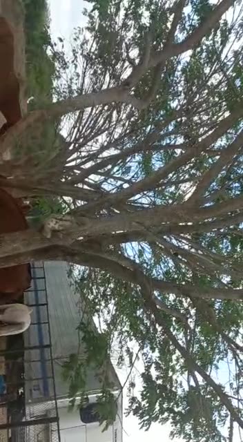 Un oso perezozo encontrado en la vía principal de Arjona