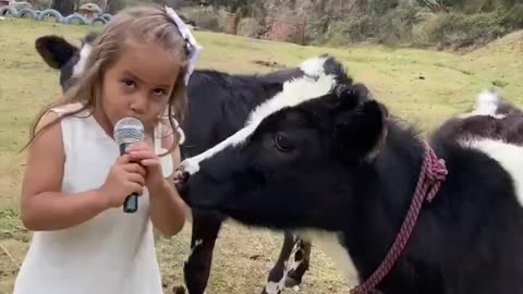 Interview of a cow