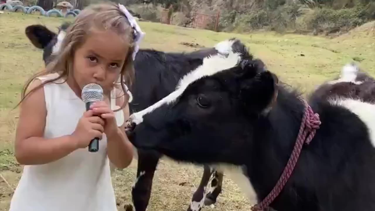 Interview of a cow