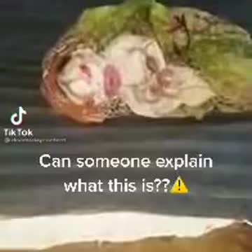 Reptilian baby hybrid exposed 2021