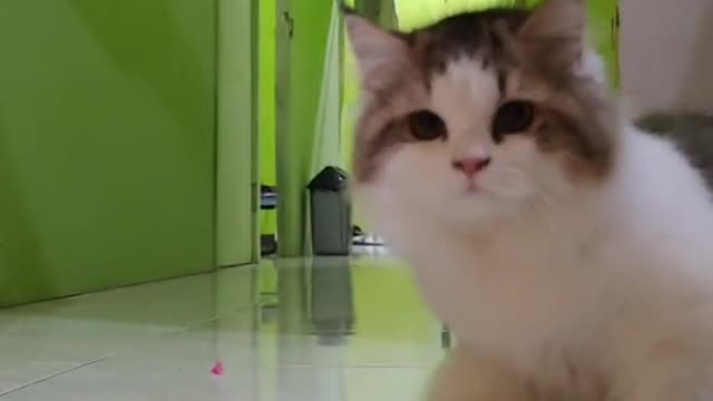 camera aware cat