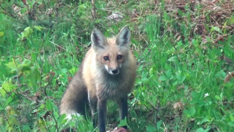 Red Fox