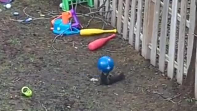 Squirrels also like to play with the ball