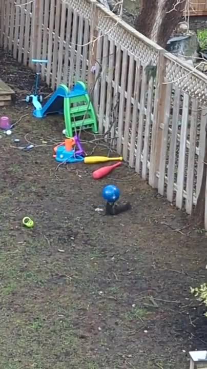 Squirrels also like to play with the ball