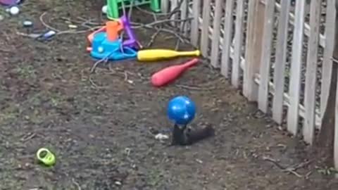 Squirrels also like to play with the ball