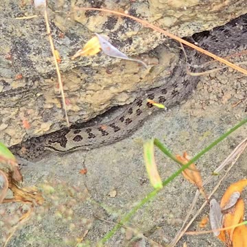 Beautiful snake on a stone wall / Beautiful reptile in nature.