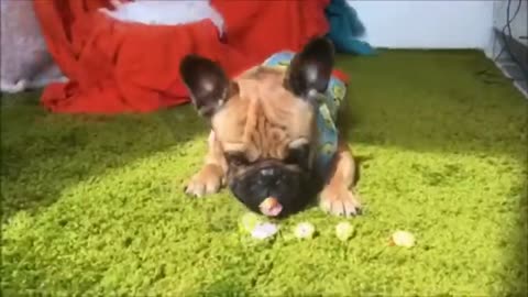 Try not to laugh Animals Laugh Out Loud with Funny Animal Videos: The Ultimate Funny Moments!"