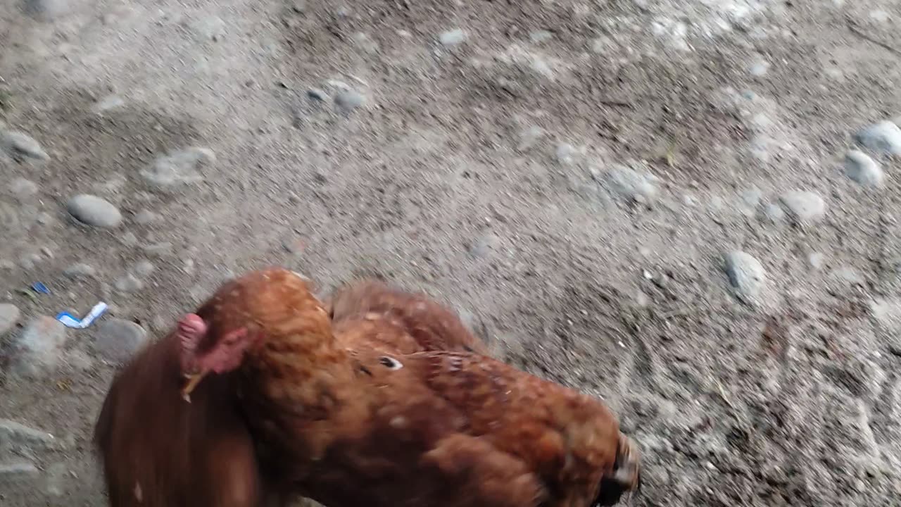 Cock fighting