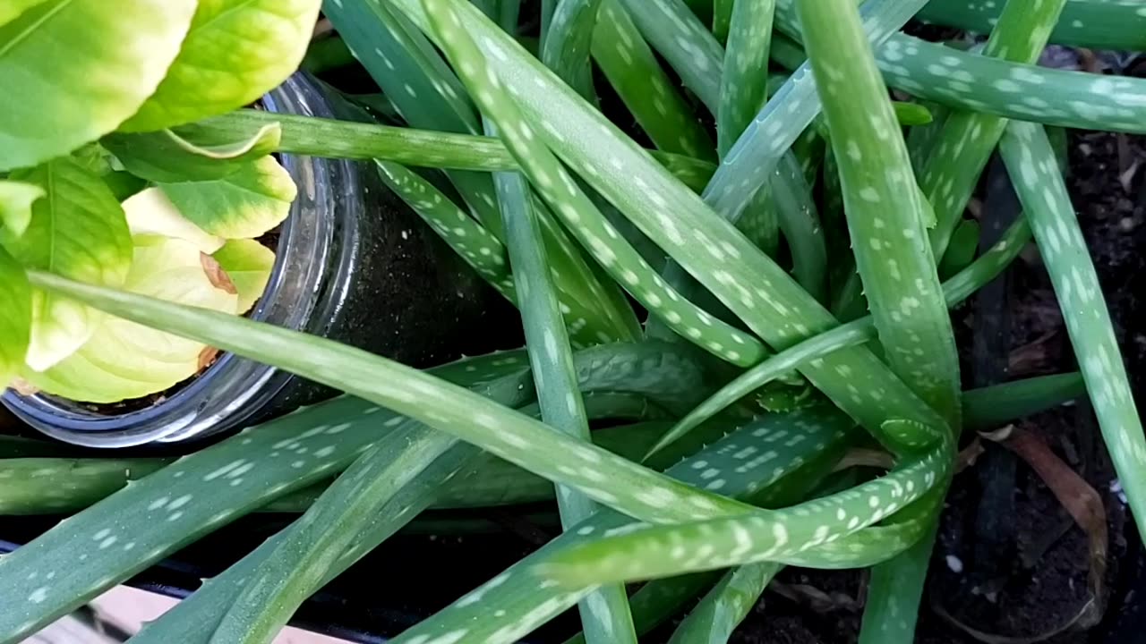 Houseplant need to be repotted during Spring