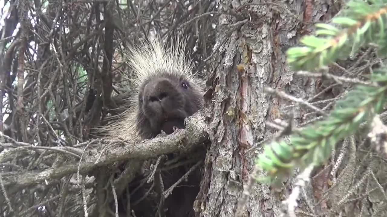 Porcupine In A Tree