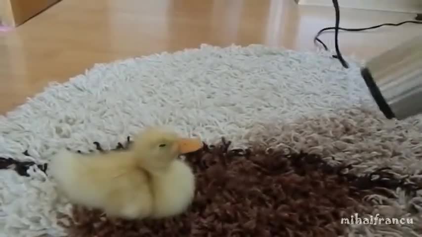 CUTE DUCKLINGS 1