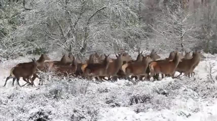 deer on ice.