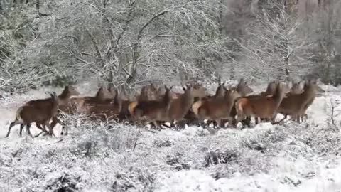 deer on ice.